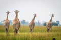 Group of Giraffes walking away from the camera. Royalty Free Stock Photo