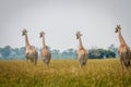 Group of Giraffes walking away from the camera. Royalty Free Stock Photo