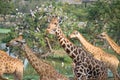 Giraffes group walk in forest near pond Royalty Free Stock Photo