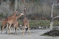 Group of giraffes walking together in a natural habitat with sparse vegetation Royalty Free Stock Photo