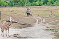 Group giraffes and zebra