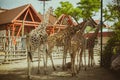 Group of giraffes in the zoo Royalty Free Stock Photo