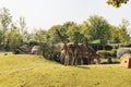 Group of giraffes on a zoo habitat field Royalty Free Stock Photo