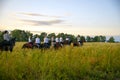 A group of girls on horses gallops through the meadows with their backs to the camera.