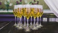 Group glasses of wine Royalty Free Stock Photo