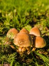 Group of glistening inkcap mushrooms or coprinus micaceus