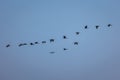 Group of Glossy Ibis birds flying Royalty Free Stock Photo
