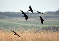 a group of glossy ibis fly over the reeds Royalty Free Stock Photo