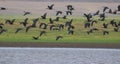 Group of glossy ibis Royalty Free Stock Photo