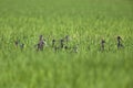 A group of glossy ibis perched in the rice fields of the Algarve Portugal Royalty Free Stock Photo