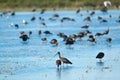 A group of glossy ibis Plegadis falcinellus walking in a marsh Royalty Free Stock Photo