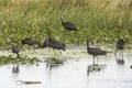 Group of glossy ibises standing in water, Orlando Wetlands Park.