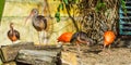 Group of glossy ibises together, tropical birds from Eurasia and Africa