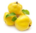 Group of glossy yellow quince fruits with green leaves isolated on white