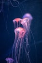 Glowing jellyfish chrysaora pacifica underwater