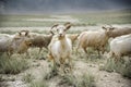 Group of goat field, Padum, Zanskar vally