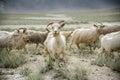 Group of goat field, Padum, Zanskar vally Royalty Free Stock Photo