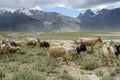 Group of goat field, Padum, Zanskar vally Royalty Free Stock Photo