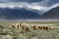 Group of goat field, Padum, Zanskar vally Royalty Free Stock Photo