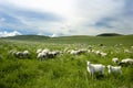 A group of goats Royalty Free Stock Photo