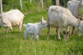 Group of goats walking on the meadow