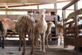 Group of goats in barn Royalty Free Stock Photo