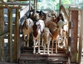 Group of goats in barn Royalty Free Stock Photo