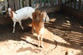 Group of goats in barn Royalty Free Stock Photo