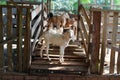 Group of goats in barn Royalty Free Stock Photo
