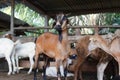 Group of goats in barn Royalty Free Stock Photo