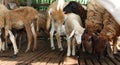Group of goats in barn Royalty Free Stock Photo