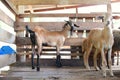 Group of goats in barn Royalty Free Stock Photo