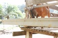Group of goats in barn Royalty Free Stock Photo