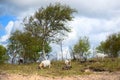 Group goats at Dutch wadden island Terschelling