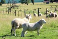 A group of goats grazing fresh grass in field