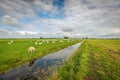 Group of goats grazing in a meadow along a ditch