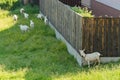 Group of goats playing hid'n'seek Royalty Free Stock Photo