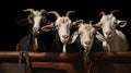 Group of goats in stable at milk farm.