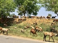 Group of goats tribe feeding in the grassland in a village Royalty Free Stock Photo