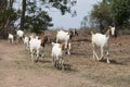 A group of goats walking in a row. A herd of goats heading to a food source.