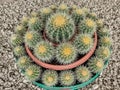 Group of golden Barrel Cactus. Echinocactus grusonii