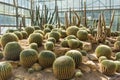 Group of golden barrel cactus