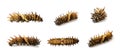 Group of golden birdwing caterpillar isolated on a white background. worm. Insect. Animal