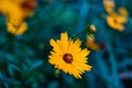 Golden yellow flower with blurred background