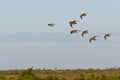 Group with Golden Plovers birds flying in formation over a landscape