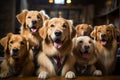 group of golden retriever dogs as a student in school