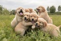 A group of golden retriever puppies playfully tumbling over one another in a grassy field, joyful expressions , ai generative