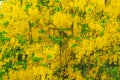 Group of Golden shower flower or Cassia fistula yellow. Bloom in summer time season abstract background Royalty Free Stock Photo