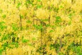 Group of Golden shower flower or Cassia fistula yellow. Bloom in summer time season abstract background Royalty Free Stock Photo