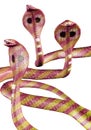 Group of golden striped cobra-snakes